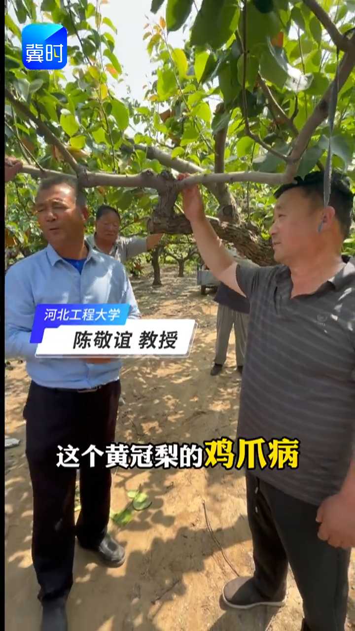 【专家在线】鸡爪病大爆发？三点做不好，白干一整年！