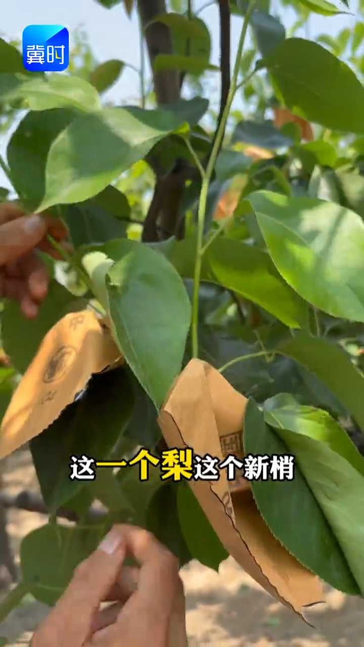 【专家在线】一招种好黄冠梨！果大肉甜产量高，远离鸡爪病