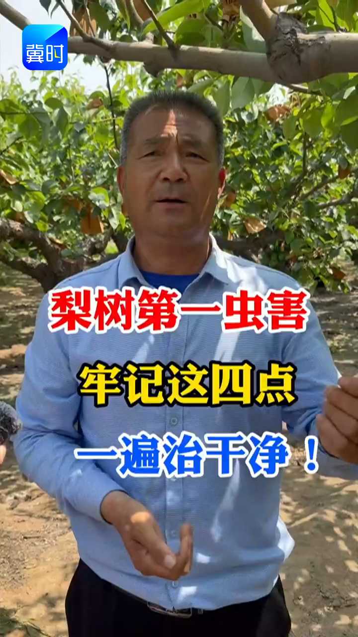【专家在线】梨树第一虫害！牢记这四点，一遍治干净