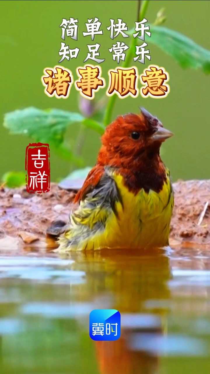 简单快乐，知足常乐，愿诸事顺意！#栗鹀 ：lì wú，俗名：大红袍、红金钟、锈鹀。中国“三有”保护动物（有重要生态、科学、社会价值的陆生野生动物）#早安