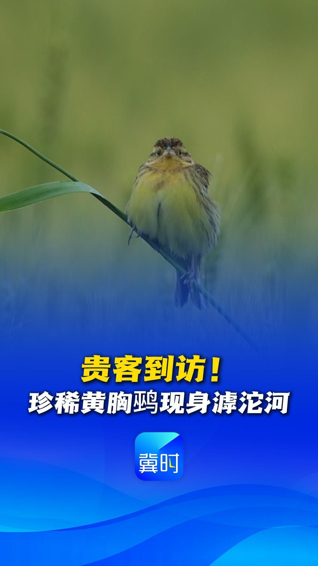 鸟儿的翅膀会说话丨贵客到访！珍稀黄胸鹀现身滹沱河