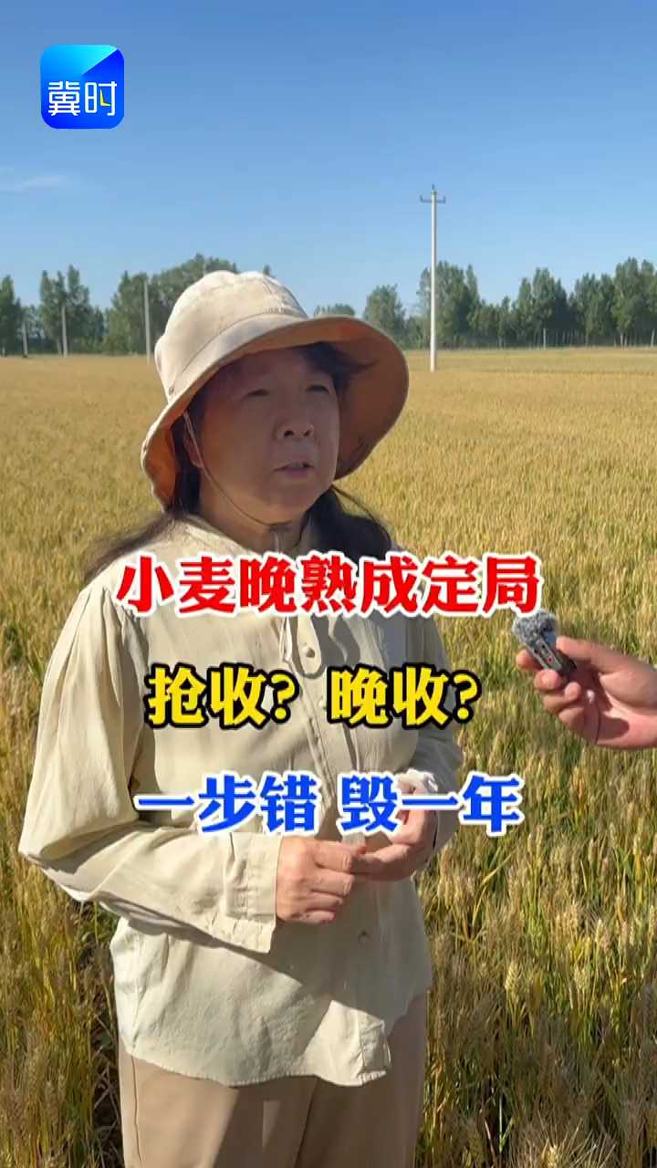 【专家在线】小麦晚收已成定局！抢收还是晚收？时机定全年收成