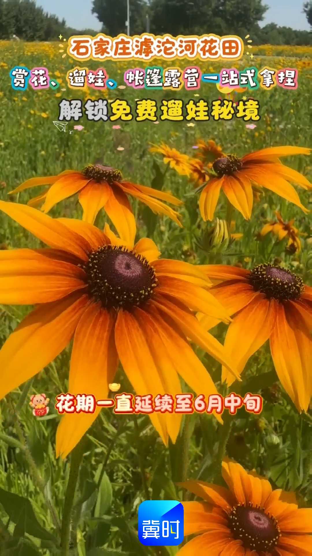石家庄滹沱河花田，赏花、遛娃、帐篷露营一站式拿捏，解锁免费遛娃秘境