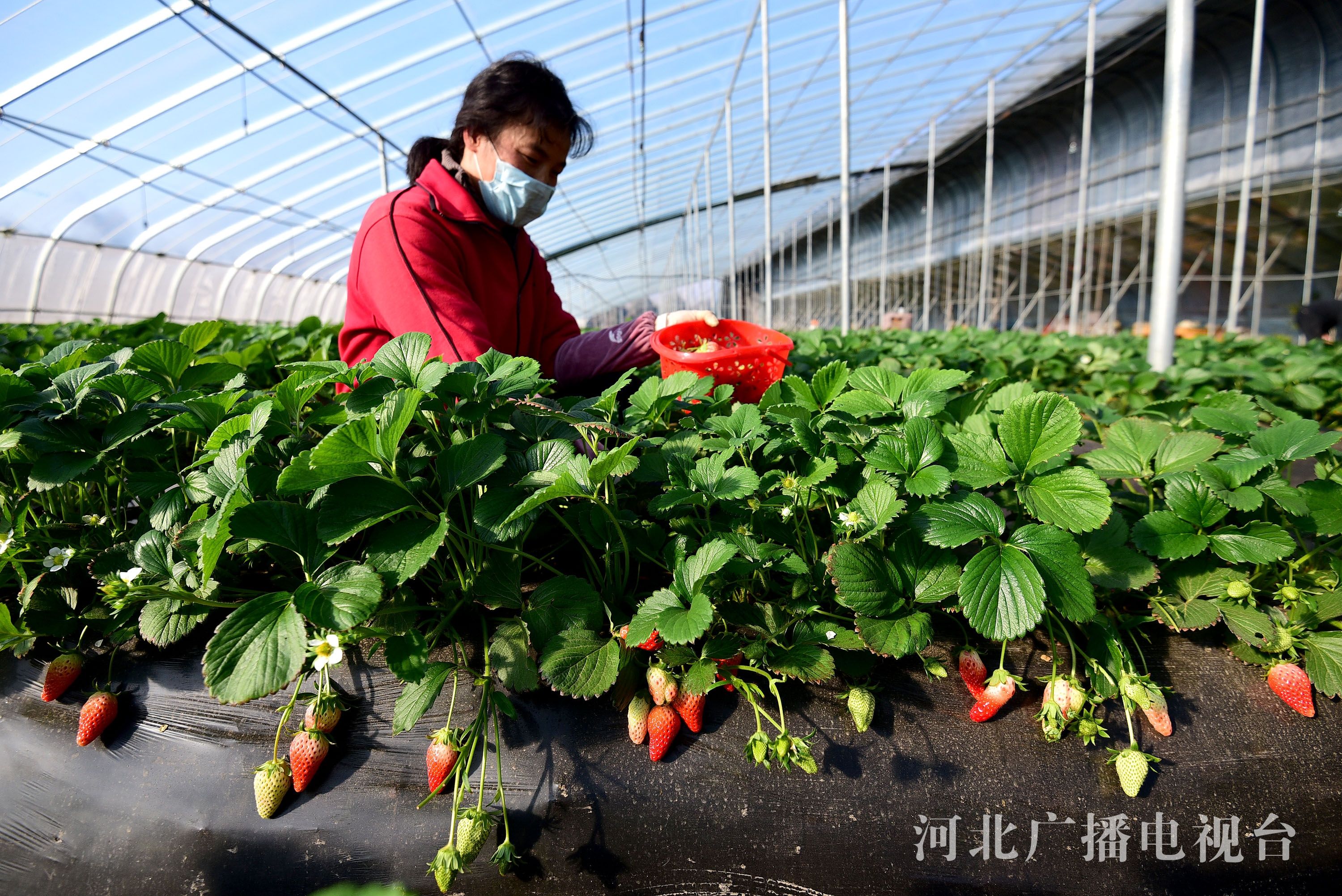 河北邯郸：草莓丰收迎新年