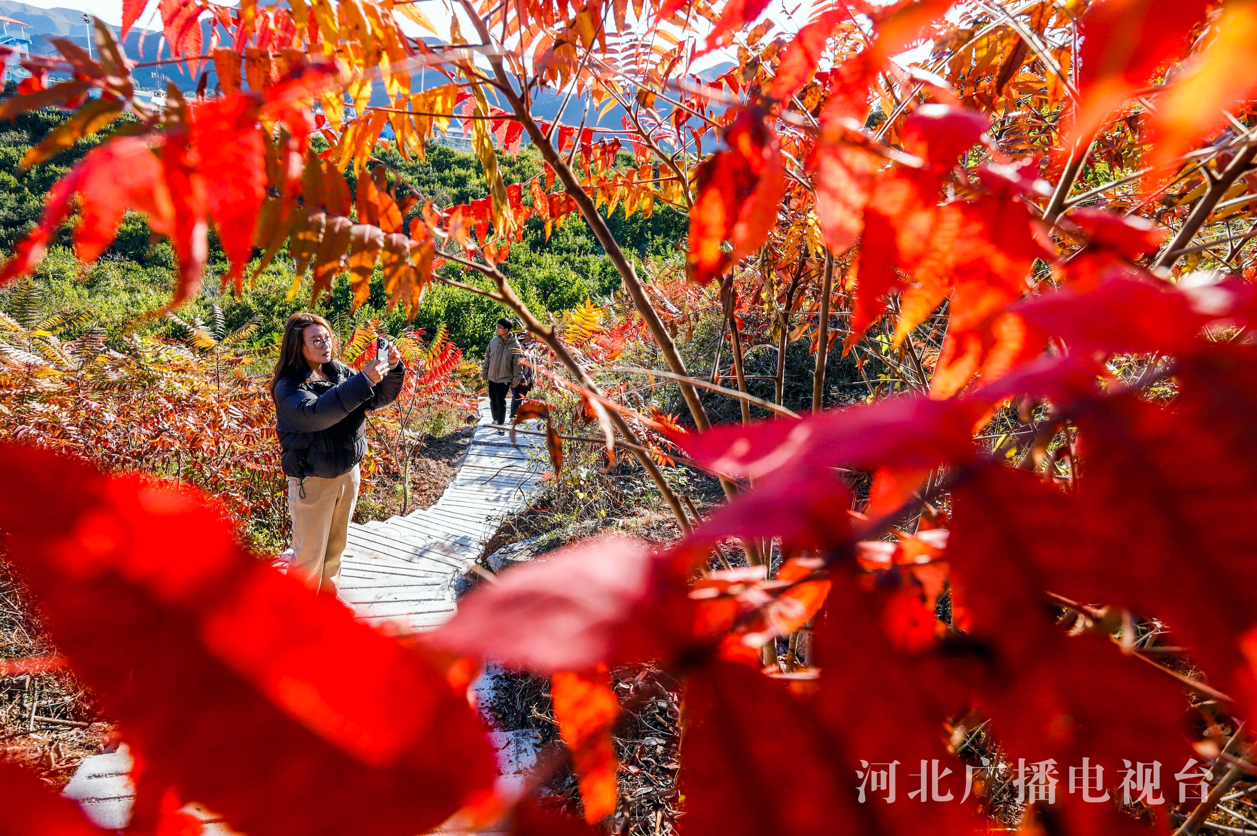 唐山遵化：秋日赏秋景
